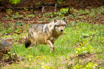 Naklejka na ściany i meble 22.05.2020, GER, Bayern, Neuschönau: europäischer Wolf (Canis lupus lupus) im Tierfreigelände des Nationalparks bayerischer Wald.