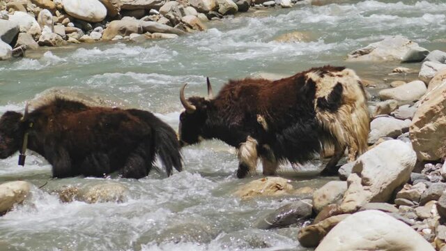 Two yaks at mountain river wade, yak slide over wet stone, Nepal