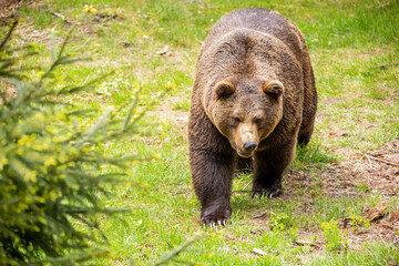 22.05.2020, GER, Bayern, Neuschönau: europäischer Braunbär (Ursus arctos arctos)  im Nationalpark bayerischer Wald.