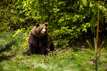 22.05.2020, GER, Bayern, Neuschönau: europäischer Braunbär (Ursus arctos arctos)  im Nationalpark bayerischer Wald.