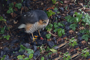 Sperber und Amsel / Eurasian sparrowhawk and Blackbird / Accipiter nisus et Turdus merula..