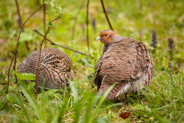 22.05.2020, GER, Bayern, Neuschönau: Rebhuhn (Perdix perdix) im Nationalpark bayerischer Wald.