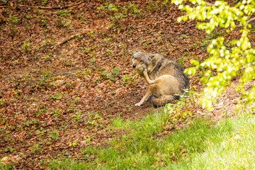 22.05.2020, GER, Bayern, Neuschönau: europäischer Wolf (Canis lupus lupus) im Tierfreigelände des Nationalparks bayerischer Wald.