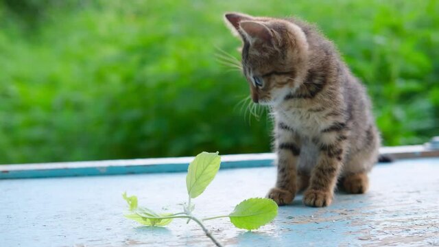 One striped tabby grey little kitten plays with a branch with green leaves outdoor on blue floor and green natural background . High quality 4k footage