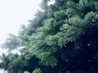 Rain drops on fir tree branch Rain drops. Nature background. Atmosphere of gloomy rainy day. Autumn concept