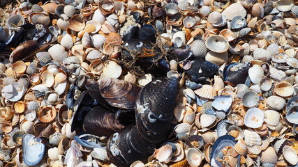 Shells from gastropods of bivalve molluscs. The Azov and Black seas, Golubitskaya. Seashells on the shore. Cerastoderma lamarcki, Hypanis colorata, Anadara inaequivalvis, Mytilus galloprovincialis © Julija