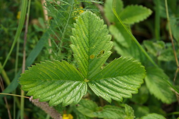 Fototapeta na wymiar green leaf of wild meadow strawberry