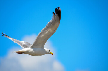Seagull in flight