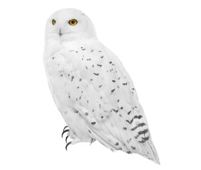 Snowy owl (Bubo scandiacus), isolated on White background