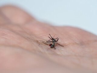 Dead mosquito on my hand
