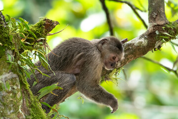 A female Wedge-capped Capuchin (Cebus olivaceus), or Weeper Capuchin resting on a branch in the rain forest with her arm hanging down.
