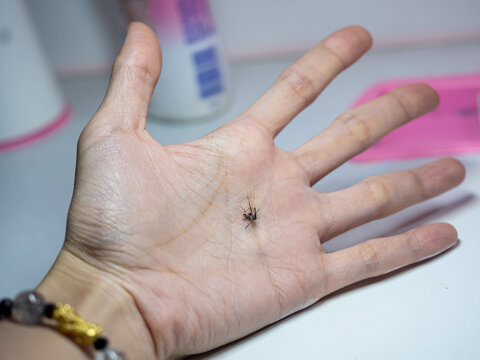 Dead mosquito on my hand