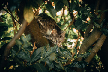domestic cat in the grass of the garden