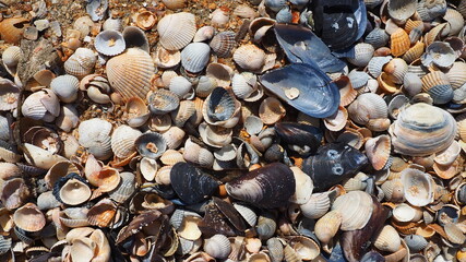 Shells from gastropods of bivalve molluscs. The Azov and Black seas, Golubitskaya. Seashells on the shore. Cerastoderma lamarcki, Hypanis colorata, Anadara inaequivalvis, Mytilus galloprovincialis © Julija