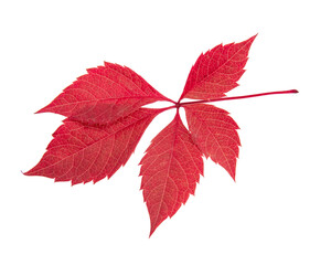 Red autumn leaf isolated on the white background