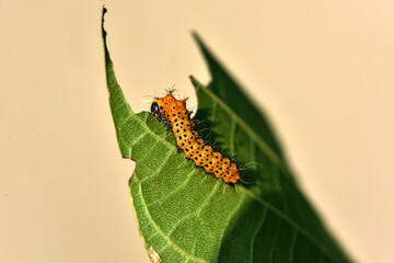 Larvae of the yellow thorn moth, an insect that inhabits wild plants