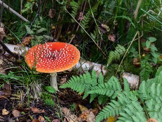 fly mushroom