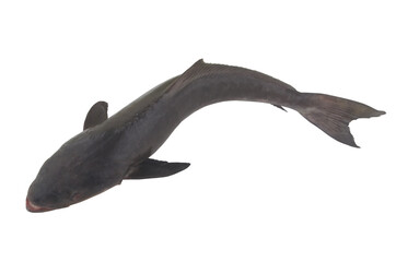 Fototapeta premium Cobia fish isolated