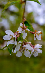 Kwiat wiszącej wiśni Sakura - obrazy, fototapety, plakaty