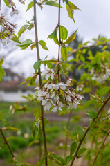 Kwiat wiszącej wiśni Sakura