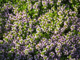 Obraz na płótnie Canvas 高山植物であるイブキジャコウソウの花