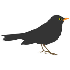 Simple, minimal style cartoon vector graphic illustration of a little black bird with orange colored beak, side view standing.