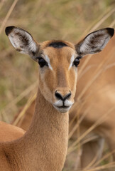 Female impala in the savannah of Mikumi