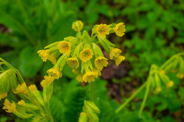 Polne kwiaty © Asfodel