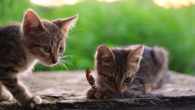 Two little kitten plays with a feather .The striped tabby grey and red kitten plays with his friend cat outdoor on a green natural background.High quality 4k footage