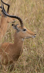 Male impala in the savannah of Mikumi