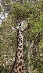 giraffe eating leaves from tree in Mikumi