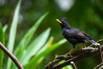 White - vented Myna
