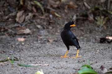 White - vented Myna