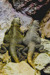 Obraz premium イグアナ夫婦