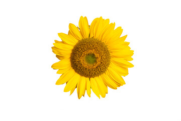 Fototapeta premium Sunflower on white background.