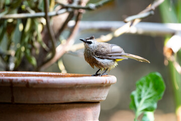 Yellow - vented Bulbul
