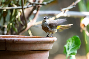 Yellow - vented Bulbul