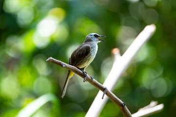 Yellow - vented Bulbul