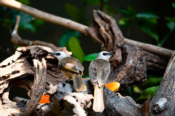 Yellow - vented Bulbul