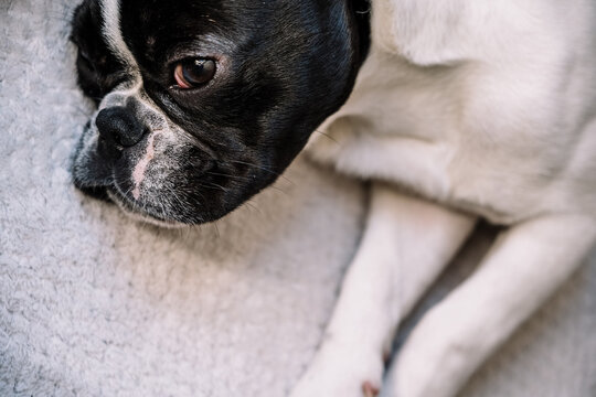 Sleeping dog lying on blanket