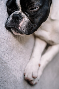 Sleeping dog lying on blanket