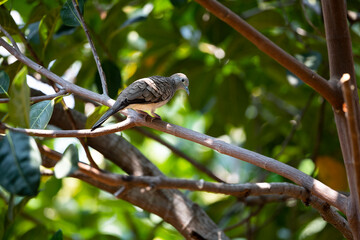 Zebra Dove