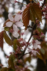 Kwiat wiśni Sakura