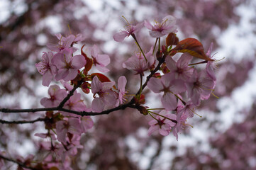 Kwiat wiśni Sakura