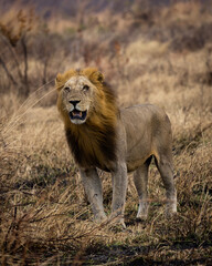 Male lion in the savannah of Mikumi