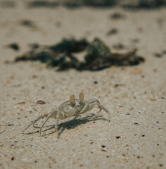 crab on the beach of Zanzibar