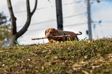 Cachorro salsicha DACHSHUND conhecido como Cofap no Brasil. 