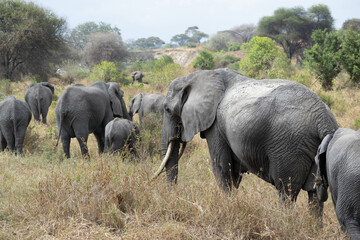 tanzania