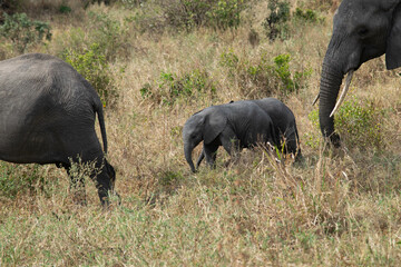 tanzania