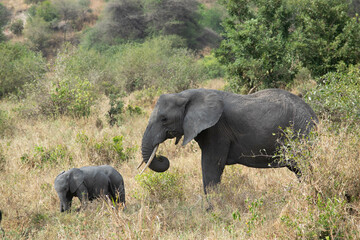 tanzania